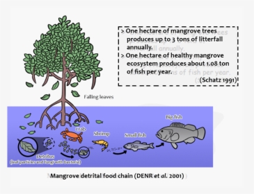 Importance Of Mangroves For Fish, HD Png Download, Transparent PNG