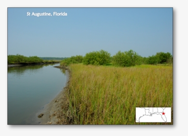 Saint Augustine, Florida - Salt Marsh Mangrove Ecotone, HD Png Download, Transparent PNG