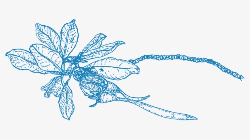 Illustration, HD Png Download, Transparent PNG