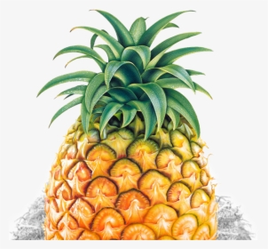 Transparent Pineapple Silhouette Png - Pineapple Psd, Png Download, Transparent PNG