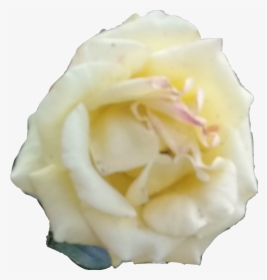 Rosa Blanca , Png Download - Floribunda, Transparent Png, Transparent PNG