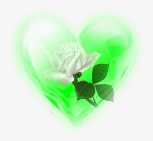 Rosa Blanca - Rose - Garden Roses, HD Png Download, Transparent PNG