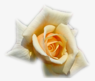 Thumb Image - Garden Roses, HD Png Download, Transparent PNG