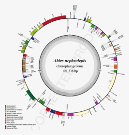 Complete Chloroplast Genome, HD Png Download, Transparent PNG