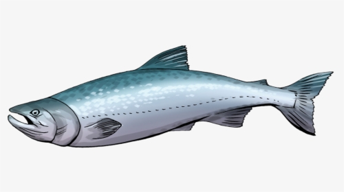 Fish Clipart Salmon Cute - Salmon Clipart, HD Png Download, Transparent PNG