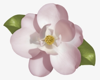 Gardenia Clipart , Png Download - Jasmine Flower Drawing Png, Transparent Png, Transparent PNG