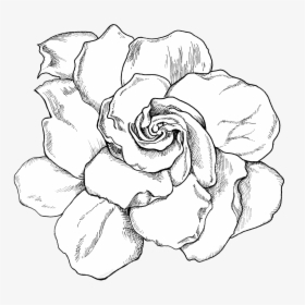 Transparent Gardenia Png - Gardenia Black And White, Png Download, Transparent PNG