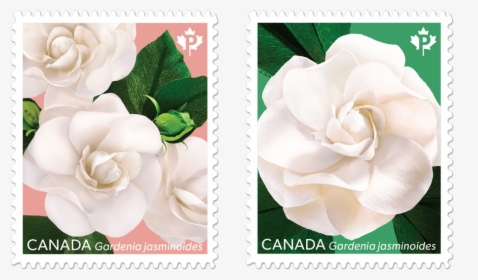 One Featuring Three Gardenias, And One Focusing On - Postage Stamp, HD Png Download, Transparent PNG