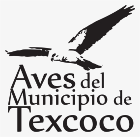 Transparent Pajaros Png - Aves En El Lago De Texcoco, Png Download, Transparent PNG