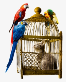 Trapped In A Bird Cage, HD Png Download, Transparent PNG