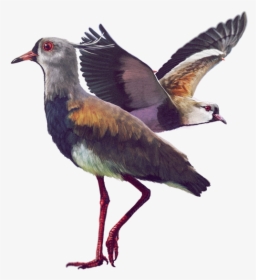 Ilustración - Aves De La Sabana De Bogota, HD Png Download, Transparent PNG