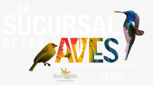 Feria De Aves Cali - Hummingbird, HD Png Download, Transparent PNG