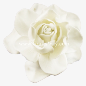 Fsh606 Gardenia Type E - Garden Roses, HD Png Download, Transparent PNG