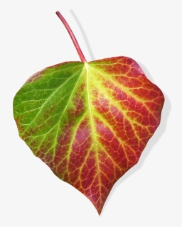 Leaf, Ivy, Transparent Background, Green And Red Leaf - Leaf, HD Png Download, Transparent PNG