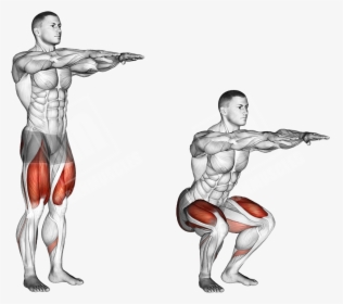 Body Weight Squat Anatomy , Png Download - Bodyweight Squat Muscles Worked, Transparent Png, Transparent PNG