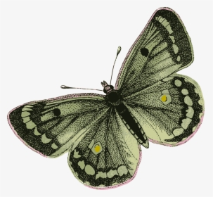 Green Butterfly - Green Butterfly Transparent Png, Png Download, Transparent PNG