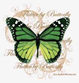 Butterflies & Dragonflies Tagged Butterfly - Png Butterfly, Transparent Png, Transparent PNG