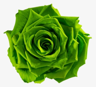 Green Flower, Gt - Green Rose Png, Transparent Png, Transparent PNG