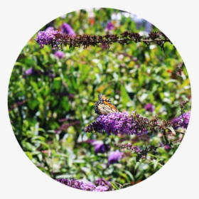 Butterfly Bush Png - Monarch Butterfly, Transparent Png, Transparent PNG