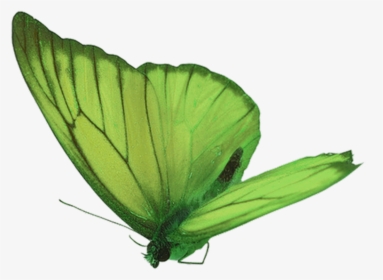 Green Butterfly Png, Transparent Png, Transparent PNG