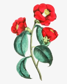 Illustration, HD Png Download, Transparent PNG