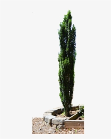 Spruce Mediterranean Cypress Evergreen Tree Planter - Png Cypress Tree Free, Transparent Png, Transparent PNG