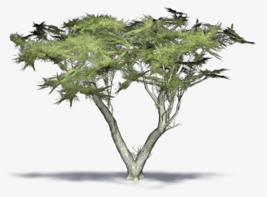 Transparent Cypress Tree Png - Monterey Cypress 3d Model, Png Download, Transparent PNG