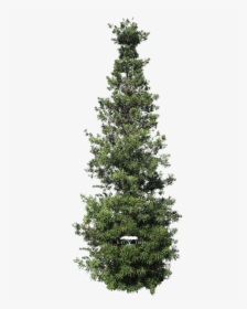 Christmas Tree, HD Png Download, Transparent PNG