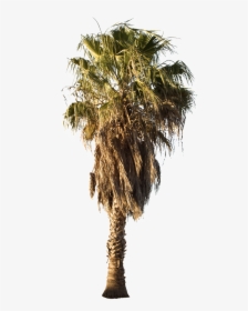 Mexican Fan Palm Tree Png, Transparent Png, Transparent PNG