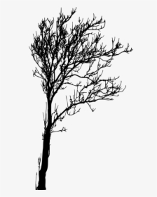 Images In Collection Page - Silhouette Tree Images Png, Transparent Png, Transparent PNG