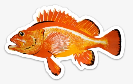 Animal Is Magikarp Based - Rougheye Rockfish, HD Png Download, Transparent PNG
