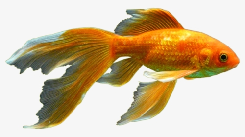 Biology,bony Fish,ray Finned Fish,cyprinidae,koi - Fishes Png, Transparent Png, Transparent PNG