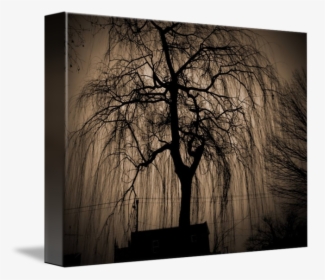 Transparent Weeping Willow Png - Black Weeping Willow Paintings, Png Download, Transparent PNG
