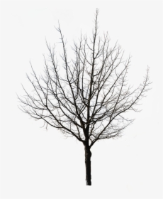 Tree Isolated Nature Autumn Weeping Willow Tap - Winter Tree Silhouette Png, Transparent Png, Transparent PNG