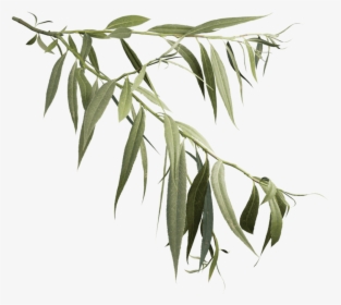 Weeping Willow Branch , Png Download - Willow Tree, Transparent Png, Transparent PNG