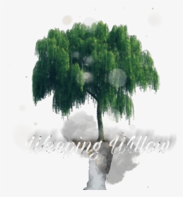#weepingwillow - Willow Tree Photoshop Png, Transparent Png, Transparent PNG