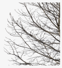 Deciduous Tree Winter I - Winter Trees Cut Out, HD Png Download, Transparent PNG