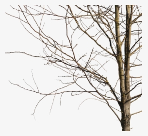 Winter Tree Cut Out, HD Png Download, Transparent PNG