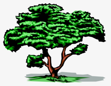 Vector Illustration Of Mature Deciduous Tree With Green - Trees Are Our Best Friends, HD Png Download, Transparent PNG