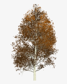 Aspen, Tree, Painted Tree, Nature, Brown - Aspen Tree Transparent Background, HD Png Download, Transparent PNG