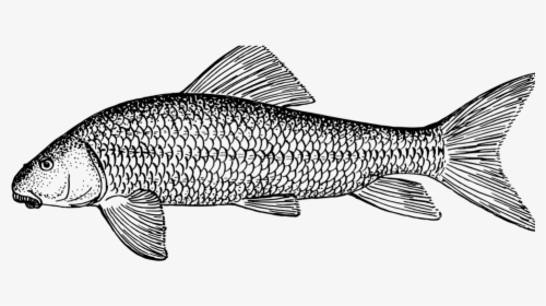 Fish, Animal, Biology, Ichthyology, Zoology - White Sucker Fish Drawing, HD Png Download, Transparent PNG