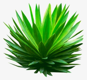 Plant,perennial Plant - Shrub Agave Png, Transparent Png, Transparent PNG