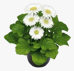 Daisy, HD Png Download, Transparent PNG