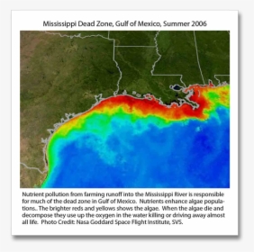 Gulf Of Mexico Hypoxia Zone, HD Png Download, Transparent PNG