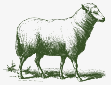 Etchanimal Sheep 01 - Aid Al Adha Png, Transparent Png, Transparent PNG