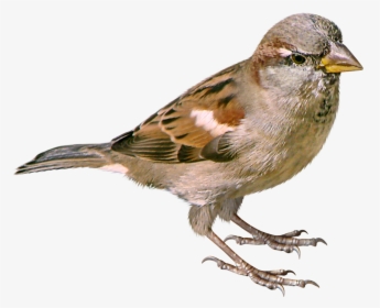 Sparrow Png - Sparrow Png Bird Png, Transparent Png, Transparent PNG