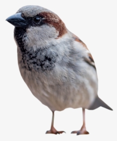 Sparrow Standing Png Image - Bird Standing Png, Transparent Png, Transparent PNG