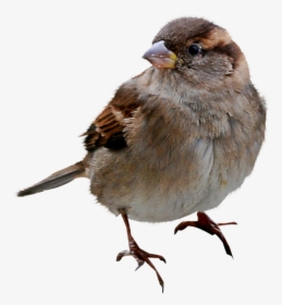 White Crowned Sparrow Png, Transparent Png, Transparent PNG