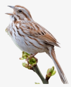 Sparrow Png - Sparrows Png, Transparent Png, Transparent PNG