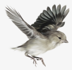 Now You Can Download Sparrow Transparent Png Image - Flying Bird Vector Png, Png Download, Transparent PNG